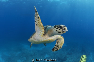 ME !! by Juan Cardona 